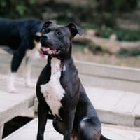 Onyx, chienne à adopter