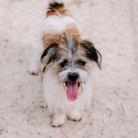 Bagel, chien à adopter
