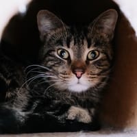 Moustache, chat à adopter
