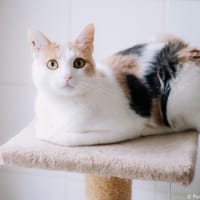 RIO, chatte à adopter