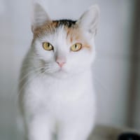 Dolly, chatte à adopter