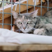 Anouch, chatte à adopter