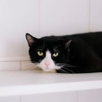 Marly, chatte à adopter