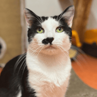 BENNY, chat à adopter