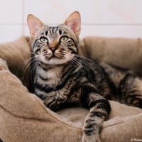 Ezyo [FIV+], chat à adopter