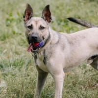 DACK, chien à adopter