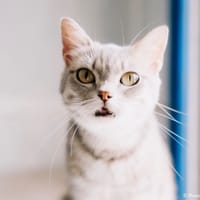 Doucette, chatte à adopter
