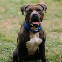 Rosalia, chienne à adopter