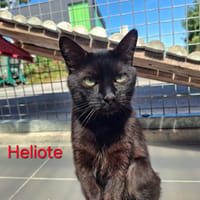 Héliote, chat à adopter