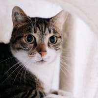 Yuki, chat à adopter