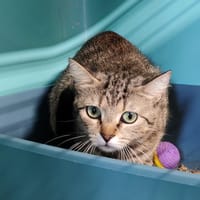 MAGNOLIA, chatte à adopter