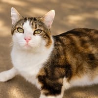 Touny [FIV+], chat à adopter