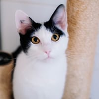 Ares, chat à adopter