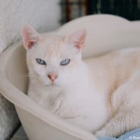 Nioky, chat à adopter