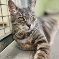 OSCAR, chat à adopter