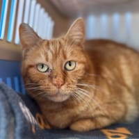 ROCCIO, chatte à adopter