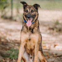 LOKI, chien à adopter