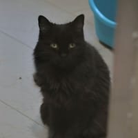 Dolly, chatte à adopter