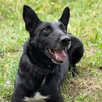 Yuzu dit Black, chien à adopter