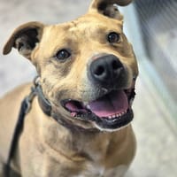 OSLO, chien à adopter