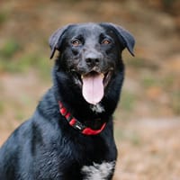 Black pearl, chien à adopter