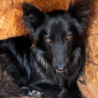 LIAA, chienne à adopter