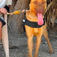 JOEL (Maria), chien à adopter