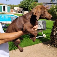ARIEL (Maria), chienne à adopter