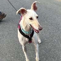 LISETTE (France), chienne à adopter