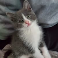 JIRAYA, chatte à adopter
