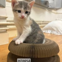 Mimosa, chatte à adopter
