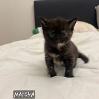 Matcha, chatte à adopter