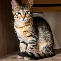 PAUPIETTE, chatte à adopter