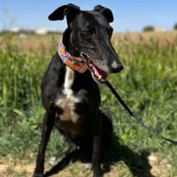 TOBO (Animalea), chien à adopter