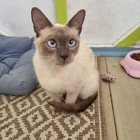 ROMANE, chatte à adopter