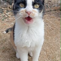CLEA, chatte à adopter