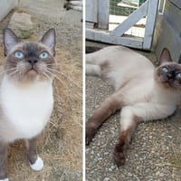 MIA & BELLA, chatte à adopter