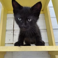 BALTHAZAR, chat à adopter
