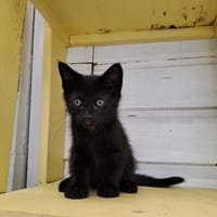 BRIGITTE, chatte à adopter
