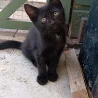 BABETH, chatte à adopter