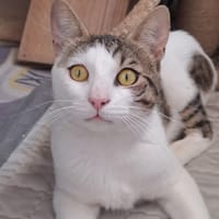LANCELOT, chat à adopter