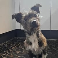 Lucero ist ein kleiner Sonnenschein, Hund zur Adoption