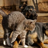 Pflegestellen für Katzen gesucht, Kater zur Adoption