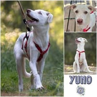 YUNO * zauberhafter Hundebub, Hund zur Adoption