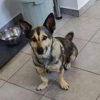 Barney, kleiner Mischlingsrüde, Hund zur Adoption