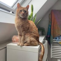 Charly möchte endlich ankommen, Kater zur Adoption