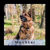 MUCHTAR, ein Schäferhund wie aus dem Bilderbuch, Hund zur Adoption