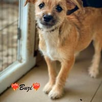 Buzi, ein heißer Feger, Hund zur Adoption