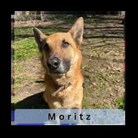 MORITZ, ein Hund mit Charakter für spezielle Menschen, Hund zur Adoption