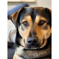 Leoh - wartet in 97258 Oberickelsheim, Hund zur Adoption